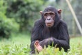 A young male Chimp Royalty Free Stock Photo