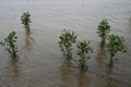 Young Mangrove Trees Planted by the Bay