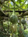 photo of a young mini green pumpkin Royalty Free Stock Photo