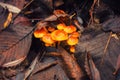 Wild tree fungus growing on tree trunk in Russia forest. Tree hub growing on trunk. Royalty Free Stock Photo