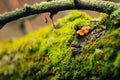 Wild tree fungus growing on tree trunk in Russia forest. Tree hub growing on trunk. Royalty Free Stock Photo
