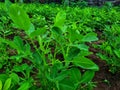 photo of young peanut plants Royalty Free Stock Photo