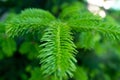 Photo of a young pine branch in macro with soft focus