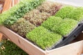 Young plant or sunflower sprout in Nursery Tray Royalty Free Stock Photo