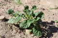 Young potato plants in the garden in summer