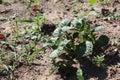 Young potato plants in the garden in summer