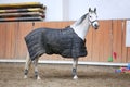 Grey colored purebred saddle horse waiting for riders under blanket in empty riding hall Royalty Free Stock Photo