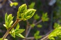 Photo of a young tree branch on dark background