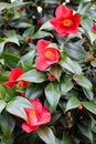 Photo of Yuletide Camellia sasanqua, Red Winter Blooming Shrub Royalty Free Stock Photo