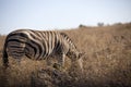 Photo of zebra eating grass being a herbivorous animal in the African savannah of the Pilanesberg National Park in South Africa Royalty Free Stock Photo