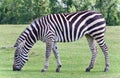 Photo of a zebra eating the grass on a field Royalty Free Stock Photo