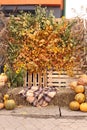 Photo zone outdoor for Halloween. Pumpkins, straw and apples. Vertical Orientation Royalty Free Stock Photo