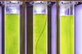 Photobioreactor in lab algae fuel biofuel industry.