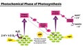 Photochemical phase of photosynthesis diagram