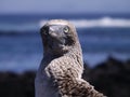 Photogenic Bird