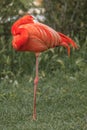 Photogenic Flamingo standing on one leg Royalty Free Stock Photo