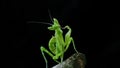 A photogenic by a little mantis Royalty Free Stock Photo