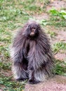 Portrait of a photogenic north american porcupine