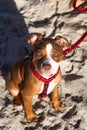 photogenic pup staring into your eyes Royalty Free Stock Photo