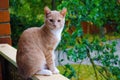 Photogenic red cat with amber color eyes. Nica, Latvia