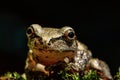 Photogenic tree frog Royalty Free Stock Photo