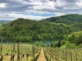 Photogenic vineyards and lowland forests in the Rhine valley, Buchberg Royalty Free Stock Photo