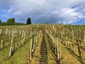 Photogenic vineyards in the village of Buchberg Royalty Free Stock Photo