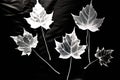 photogram create a photogram by placing objects like leaves twig