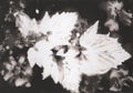 Photogram. Floral motif. Contains grain and dust.