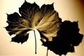 photogram leaf shadow creates a negative image of a leafs shadow