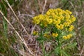 Photograpgy of cypress spurge flower Euphorbia cyparissias Royalty Free Stock Photo