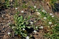 Photograpgy of mouse ear cress flower Arabidopsis thaliana Royalty Free Stock Photo