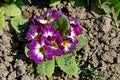 Photograpgy of purple primrose flower Primula vulgaris Royalty Free Stock Photo