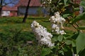 Photograpgy of white Syringa lilac flowering tree