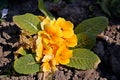 Photograpgy of Yellow primrose flower Primula vulgaris Royalty Free Stock Photo