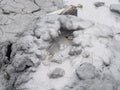 Active Bubbling in Mud Volcano - Baratang island, Andaman Nicobar Islands, India