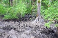 Aerial Roots - Adventitious Roots - of Red Mangrove Trees - Baratang Island, Andaman Nicobar, India