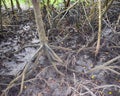 Aerial Roots - Adventitious Roots - of Red Mangrove Trees - Baratang Island, Andaman Nicobar, India Royalty Free Stock Photo