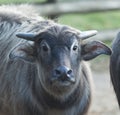 Photograph of an alert Water Buffalo calf Royalty Free Stock Photo