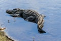 Alligator at Myaka River State Park Florida