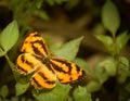 Closeup of yellow butterfly on green leaf Royalty Free Stock Photo