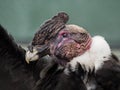 An Andean condor head portrait