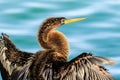 Anhinga Drying Wings in Florida