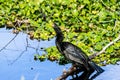 Anhinga Tosses Fish at Myakka River State Park