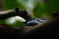 An asia glossy starling from low angle