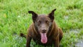 A photo of an Austrailan Kelpie dog panting from playing hard in the wet grass. Royalty Free Stock Photo