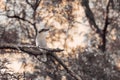 Photograph of an Australian Kookaburra sitting on a tree branch Royalty Free Stock Photo
