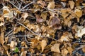 Photograph of a background vines with brown leaves. Royalty Free Stock Photo