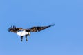 Bald Eagle Swooping in Venice, Florida Royalty Free Stock Photo