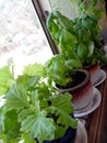 Photograph of Basil Plants Growing in Windowsill Royalty Free Stock Photo